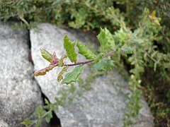 quercus agrifolia